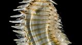 Heller Wurm mit großen roten Augen