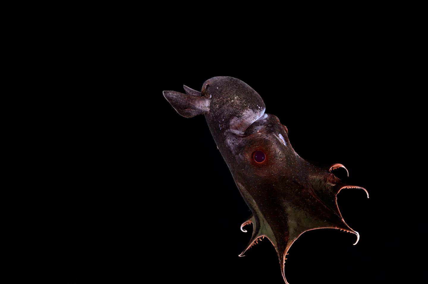 Dunkler Tintenfisch Dunkler Tintenfisch