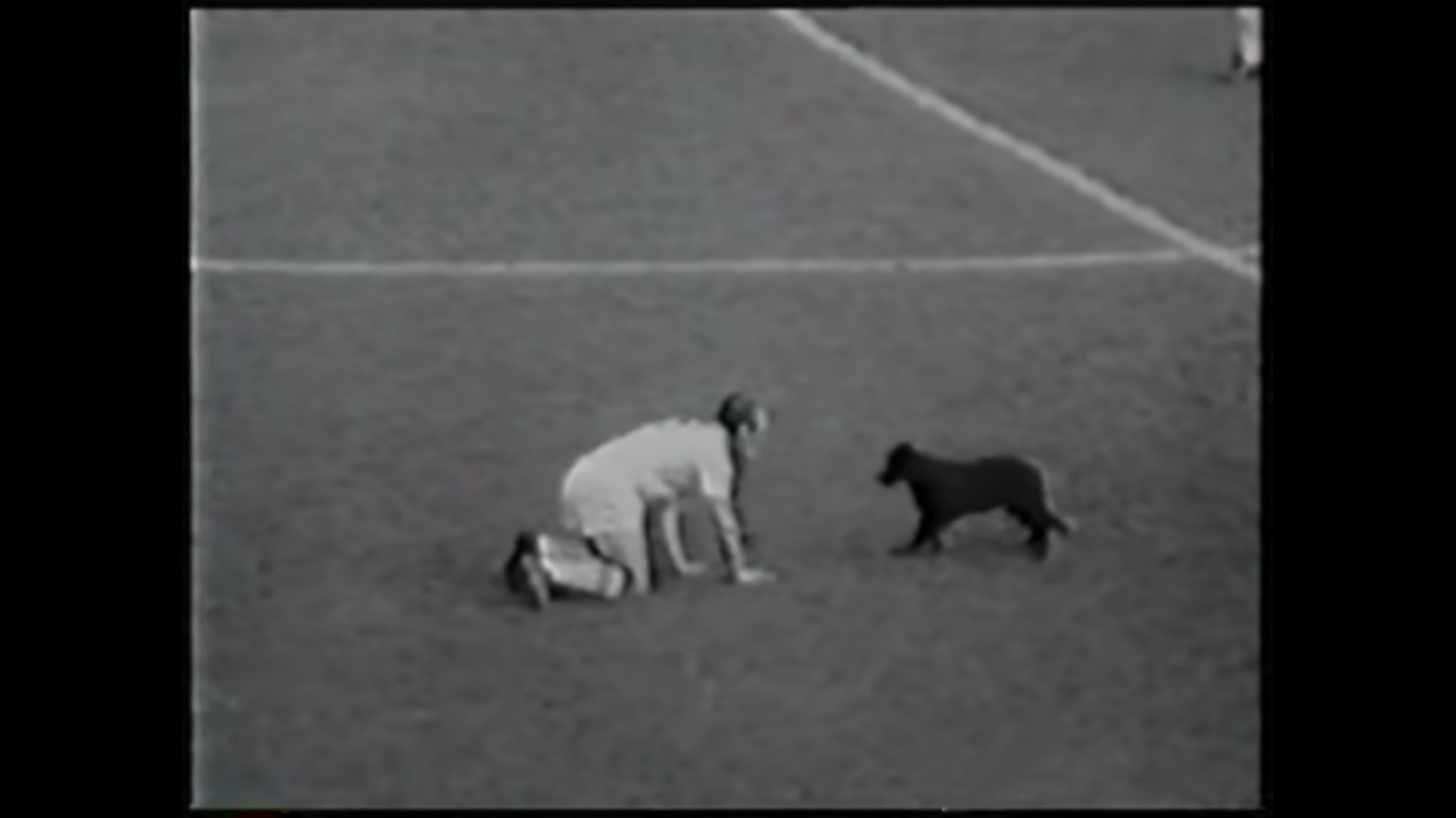 Jimmy Greaves: Der Hundeflüsterer Jimmy Greaves