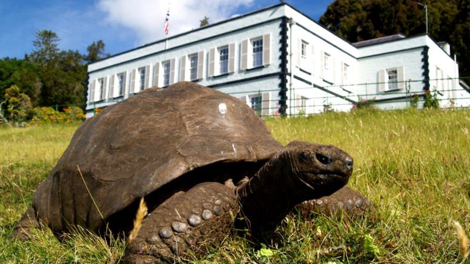 Schildkröte Jonathan im Garten der Gouverneurs-Residenz auf der Insel St. Helena