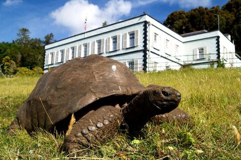 Schildkröte Jonathan im Garten der Gouverneurs-Residenz auf der Insel St. Helena