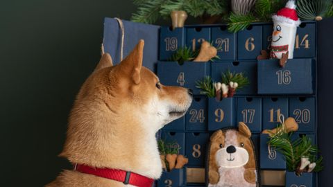 Ein Hund schnüffelt neugierig an einem Adventskalender für Hunde.