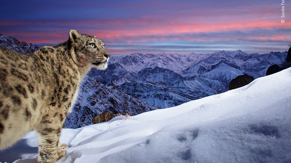 Ladakh, Indien: Im indischen Teil des Himalaya-Gebirges tappte dieser Schneeleopard vor spektakulärer Bergkulisse in die Kamerafalle des Fotografen