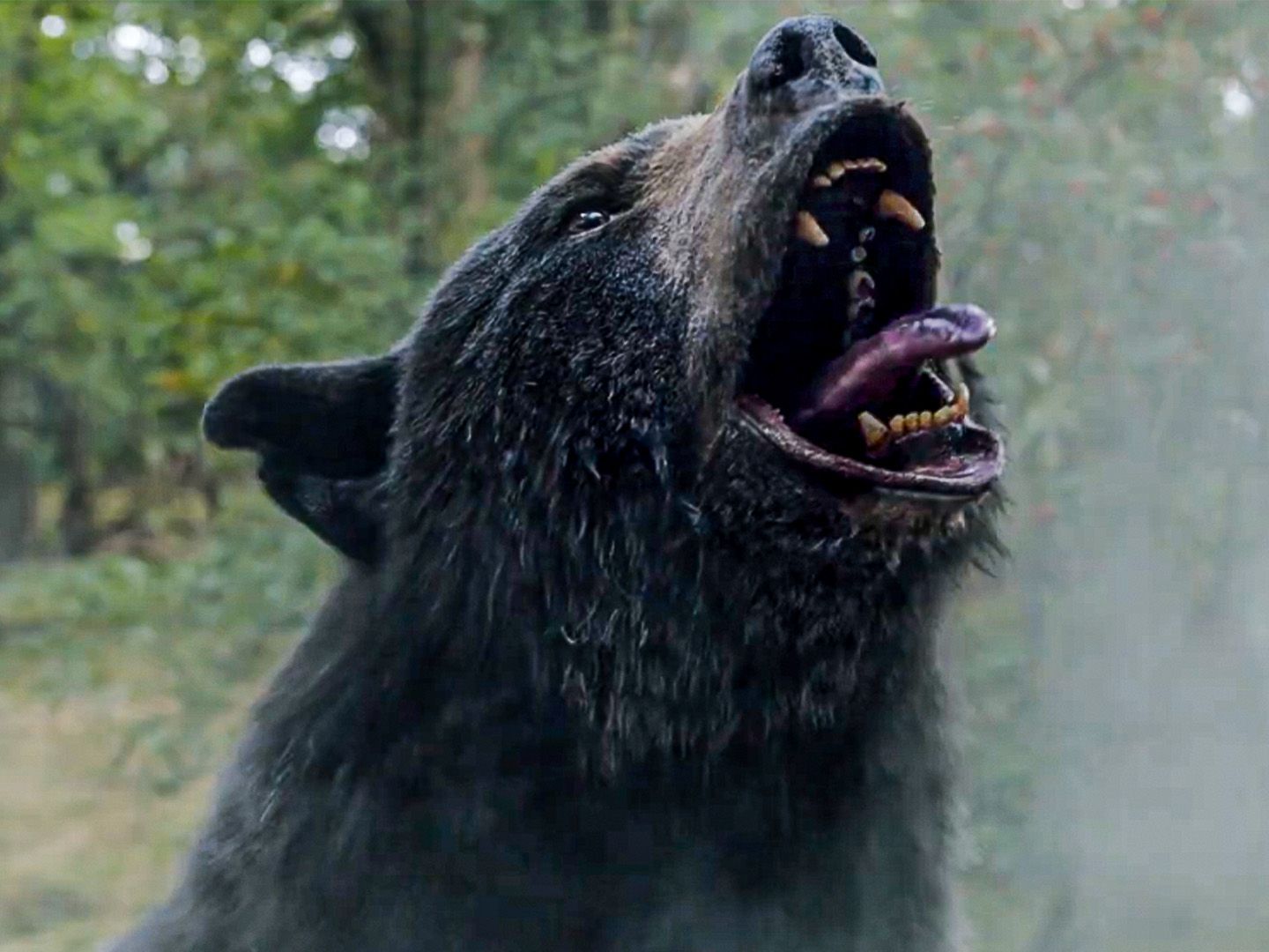 Ein Bär auf Koks: Cocaine Bear im völlig abgedrehten Trailer