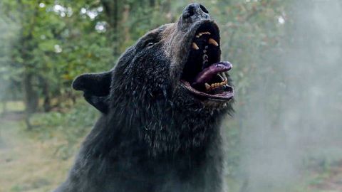 Ein Grizzly auf Koks: "Cocaine Bear" im völlig abgedrehten Trailer