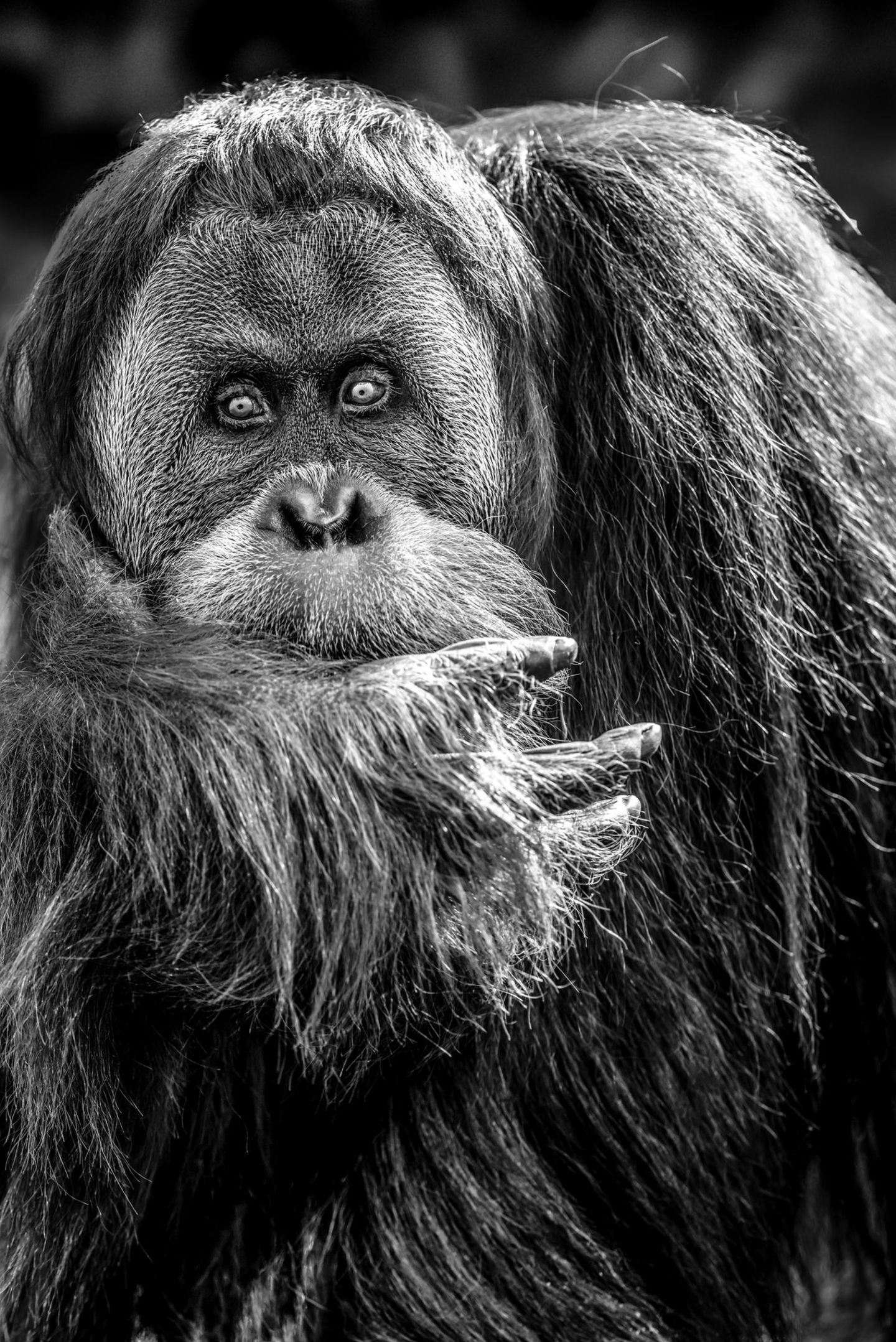 Orangutan im Porträt