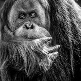 Orangutan im Porträt