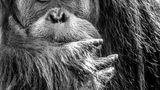 Orangutan im Porträt