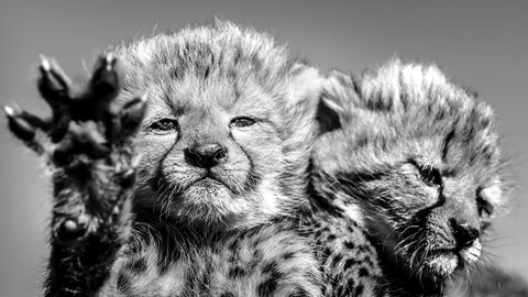 Zwei Geparden-Babys