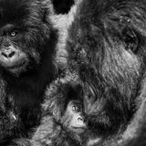 Gorilla-Familie
