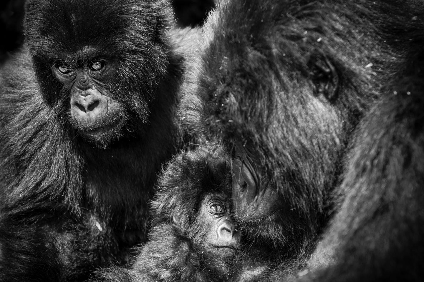 Gorilla-Familie