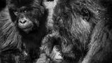 Gorilla-Familie