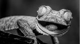 Gecko im Porträt
