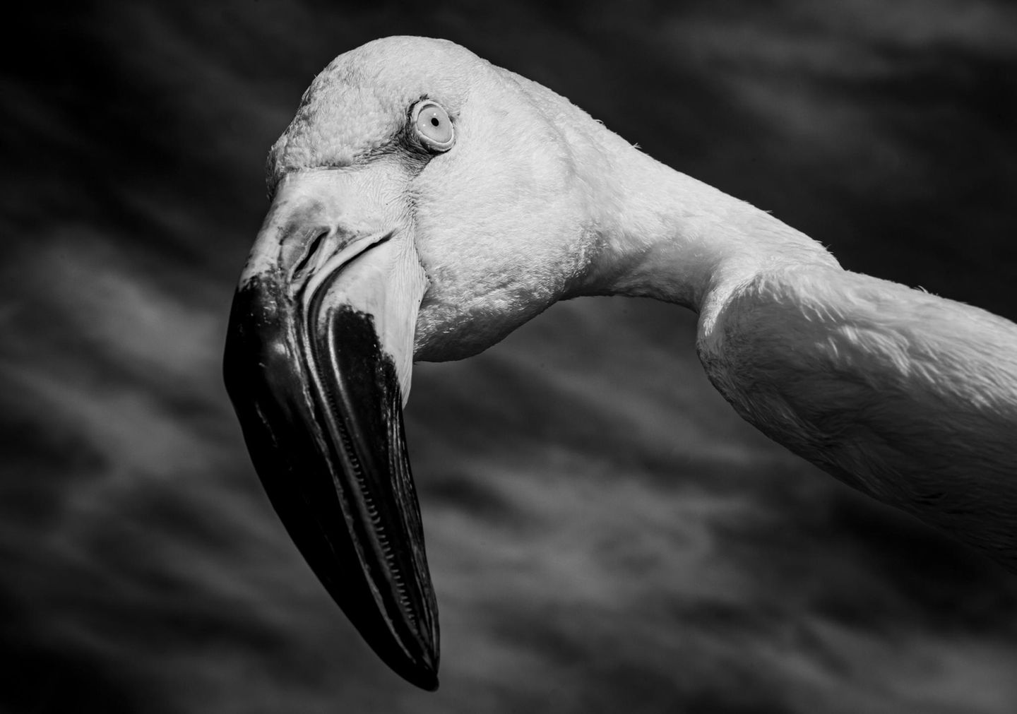 Flamingokopf