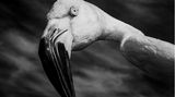 Flamingokopf