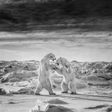 Zwei Eisbären kämpfend