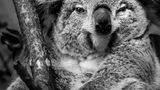 Koala im Porträt