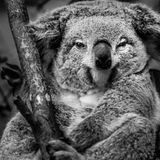 Koala im Porträt