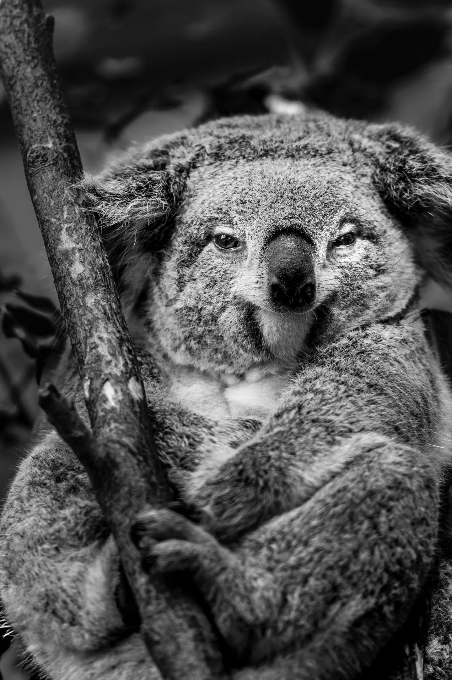 Koala im Porträt Koala im Porträt