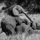 Zwei Elefanten bei der Paarung