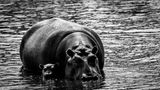 Niölpferd im Wasser