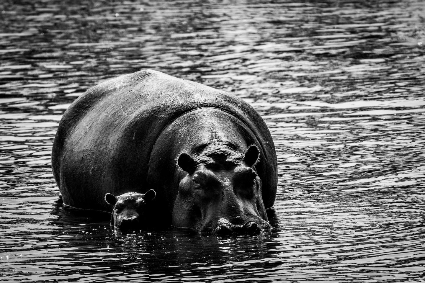 Niölpferd im Wasser