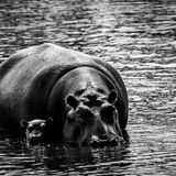 Niölpferd im Wasser