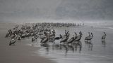Lima, Peru. Eine Gruppe Pelikane marschiert am Strand. Auf weiteren Bildern ist dokumentiert, wie die Tiere verenden. Schuld daran ist das hochansteckende Vogelgrippevirus H5N1, das bereits Tausende Pelikane dahinraffte. Weitere Seevögel, etwa Blaufußtölpel, sind ebenfalls davon betroffen.
