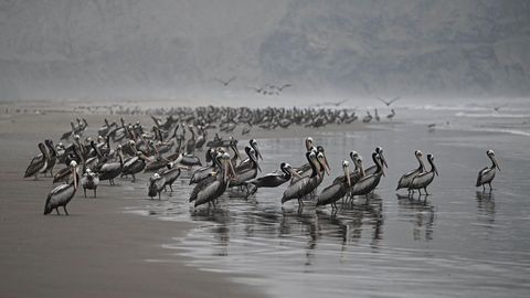 Lima, Peru. Eine Gruppe Pelikaner marschiert am Strand. Auf weiteren Bildern ist dokumentiert, wie die Tiere verenden. Schuld daran ist das hochansteckende Vogelgrippevirus H5N1, das bereits Tausende Pelikane dahinraffte. Weitere Seevögel, etwa Blaufußtölpel, sind ebenfalls davon betroffen.