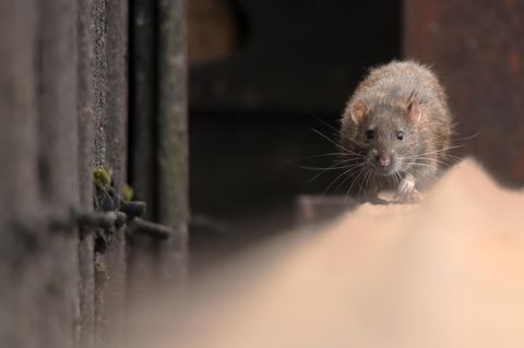 Ratte