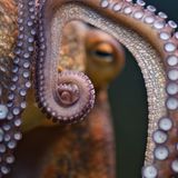 Der Mensch leitet die Intelligenz anderer Tiere gerne von seiner eigenen ab. Oktopusse mögen uns daher auf den ersten Blick primitiv erscheinen, weil ihnen eine zutiefst menschliche Komponente fehlt: die soziale Intelligenz. Die Kopffüßer gehen sich zeitlebens aus dem Weg, die meisten Arten treffen nur ein einziges Mal zur Paarung aufeinander. Kurz danach stirbt das Weibchen und überlässt den Nachwuchs sich selbst. Voneinander lernen, Wissen weitergeben, das können Oktopusse nicht.  Umso mehr erstaunen die geistigen Fähigkeiten der Kraken. Ihren Ruf als intelligenteste wirbellose Tiere des Planeten bekräftigen sie regelmäßig in Experimenten. Einmal legten Forschende beispielsweise Futter in drei ineinander verschachtelte Gefäße. Für die Oktopusse stellt das keine große Hürde dar, und sie können sich an die Lösung eines Problems sogar monatelang erinnern. Spannend für die Forschung ist der Aufbau des Oktopus-Gehirns. Nur ein Drittel aller Nervenzellen befindet sich in einem Zentralgehirn, die anderen verteilen sich auf die acht Arme. Mit ihren hunderten Saugnäpfen operieren diese weitgehend eigenständig, sind Tastsinn und Sensor für Moleküle. Oktopusse leben so in einer Welt voller chemischer Botschaften, die für den Menschen unzugänglich ist.