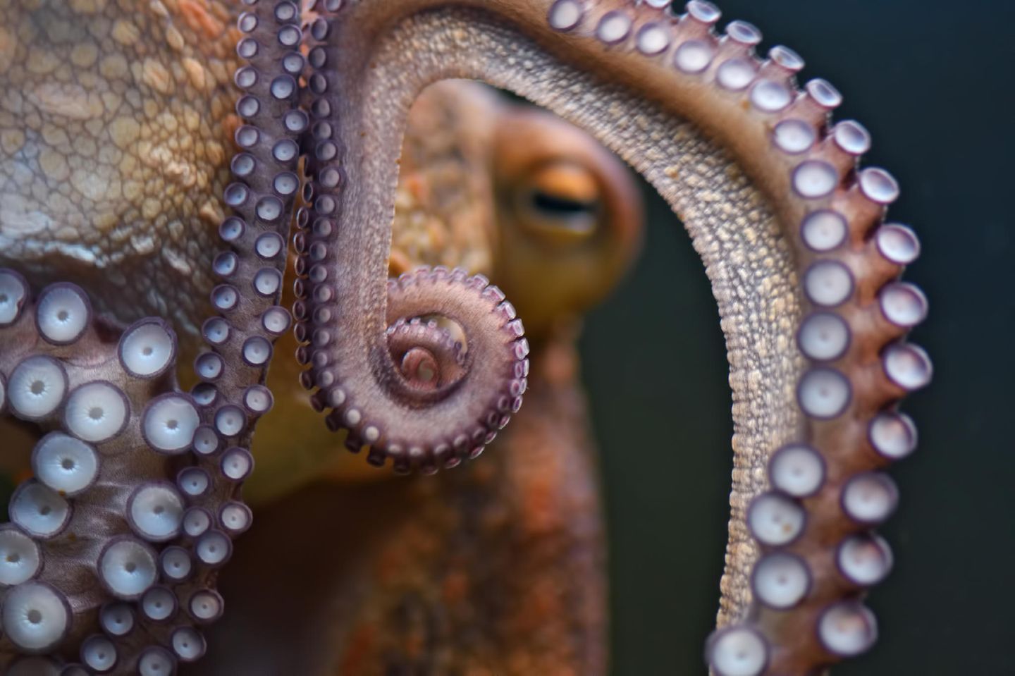 Der Mensch leitet die Intelligenz anderer Tiere gerne von seiner eigenen ab. Oktopusse mögen uns daher auf den ersten Blick primitiv erscheinen, weil ihnen eine zutiefst menschliche Komponente fehlt: die soziale Intelligenz. Die Kopffüßer gehen sich zeitlebens aus dem Weg, die meisten Arten treffen nur ein einziges Mal zur Paarung aufeinander. Kurz danach stirbt das Weibchen und überlässt den Nachwuchs sich selbst. Voneinander lernen, Wissen weitergeben, das können Oktopusse nicht.  Umso mehr erstaunen die geistigen Fähigkeiten der Kraken. Ihren Ruf als intelligenteste wirbellose Tiere des Planeten bekräftigen sie regelmäßig in Experimenten. Einmal legten Forschende beispielsweise Futter in drei ineinander verschachtelte Gefäße. Für die Oktopusse stellt das keine große Hürde dar, und sie können sich an die Lösung eines Problems sogar monatelang erinnern. Spannend für die Forschung ist der Aufbau des Oktopus-Gehirns. Nur ein Drittel aller Nervenzellen befindet sich in einem Zentralgehirn, die anderen verteilen sich auf die acht Arme. Mit ihren hunderten Saugnäpfen operieren diese weitgehend eigenständig, sind Tastsinn und Sensor für Moleküle. Oktopusse leben so in einer Welt voller chemischer Botschaften, die für den Menschen unzugänglich ist.