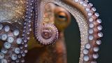Der Mensch leitet die Intelligenz anderer Tiere gerne von seiner eigenen ab. Oktopusse mögen uns daher auf den ersten Blick primitiv erscheinen, weil ihnen eine zutiefst menschliche Komponente fehlt: die soziale Intelligenz. Die Kopffüßer gehen sich zeitlebens aus dem Weg, die meisten Arten treffen nur ein einziges Mal zur Paarung aufeinander. Kurz danach stirbt das Weibchen und überlässt den Nachwuchs sich selbst. Voneinander lernen, Wissen weitergeben, das können Oktopusse nicht.  Umso mehr erstaunen die geistigen Fähigkeiten der Kraken. Ihren Ruf als intelligenteste wirbellose Tiere des Planeten bekräftigen sie regelmäßig in Experimenten. Einmal legten Forschende beispielsweise Futter in drei ineinander verschachtelte Gefäße. Für die Oktopusse stellt das keine große Hürde dar, und sie können sich an die Lösung eines Problems sogar monatelang erinnern. Spannend für die Forschung ist der Aufbau des Oktopus-Gehirns. Nur ein Drittel aller Nervenzellen befindet sich in einem Zentralgehirn, die anderen verteilen sich auf die acht Arme. Mit ihren hunderten Saugnäpfen operieren diese weitgehend eigenständig, sind Tastsinn und Sensor für Moleküle. Oktopusse leben so in einer Welt voller chemischer Botschaften, die für den Menschen unzugänglich ist.