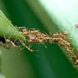 Was kann man erwarten von einem Gehirn kleiner als ein Stecknagelkopf? Erstaunlich viel! Zumindest, wenn man Tausende davon hat. Denn was Ameisen auszeichnet, ist weniger die Fähigkeit des Einzelnen als ihre kollektive Intelligenz. Um nach starken Regenfällen nicht zu ertrinken, bauen zum Beispiel Feuerameisen ein gigantisches Floß aus ihren lebendigen Körpern auf dem sie wochenlang herumschippern können. Dafür braucht es nicht nur Kooperation und Selbstorganisation, sondern vor allem Fähigkeit zur Kommunikation.  Nur ist die Sprache der Ameisen nicht die der Worte, sondern die der Gerüche der Pheromone. Bis zu 20 Duftstoffmischungen benutzen Ameisen, um sich miteinander zu verständigen. Für jede Situation gibt es das passende Sekret: Ihre Düfte warnen vor Feinden, erkrankten Mitgliedern der Gruppe oder aber als Marker für den schnellsten Weg zu einer neuen Futterquelle. Selbst Informatiker orientieren sich an der Schwarmintelligenz, etwa wenn sie versuchen, komplizierte Routen für Lastwagen zu planen, Flugpläne von Fluggesellschaften ausarbeiten oder militärische Roboter sicher steuern wollen.