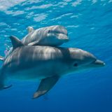 Zwei Delfine halten Kontakt