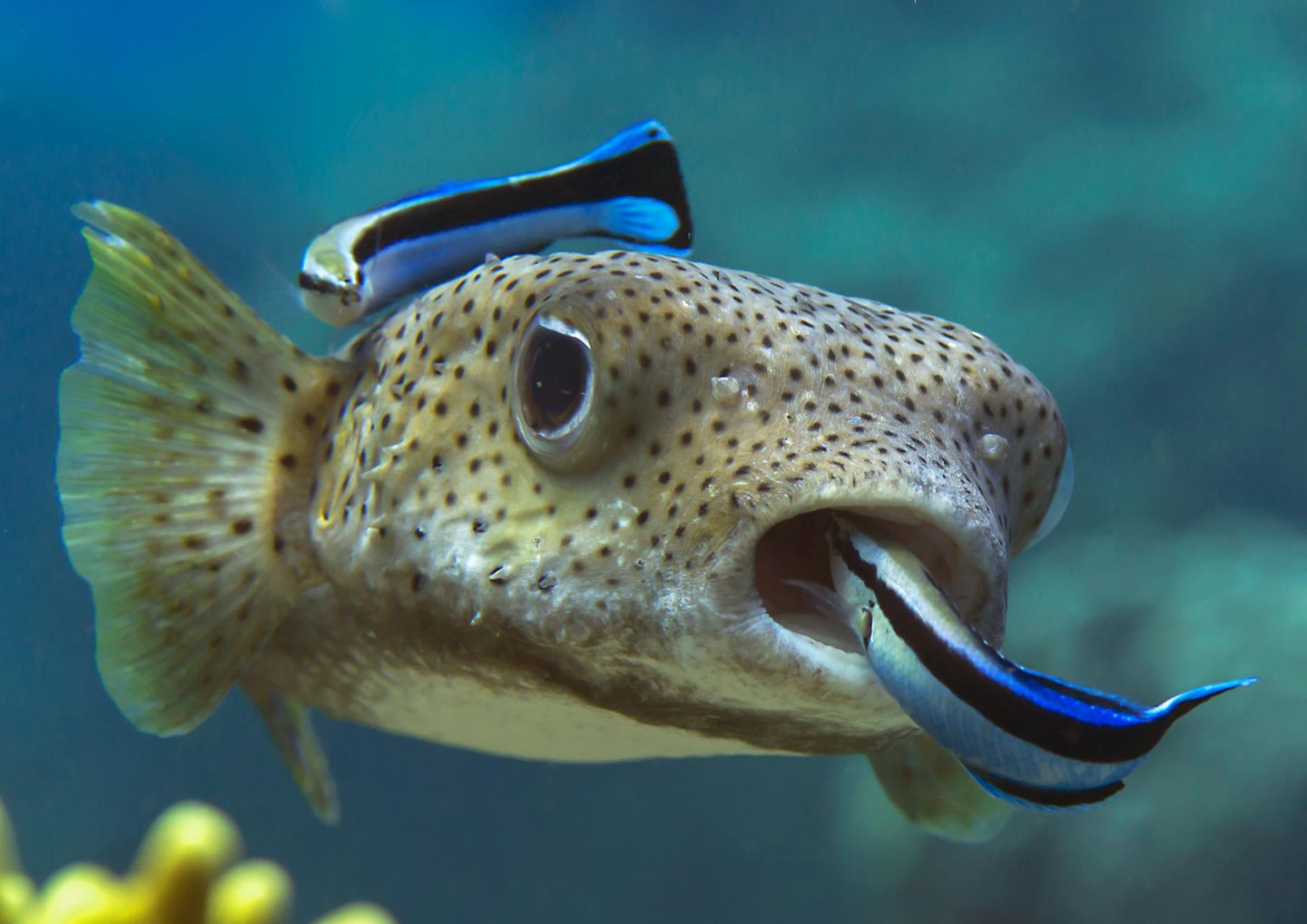 Zwei Putzerfische putzen einen Kofferfisch