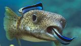Zwei Putzerfische putzen einen Kofferfisch