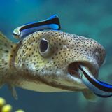 Zwei Putzerfische putzen einen Kofferfisch