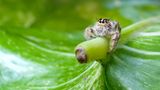 Kleine Springspinne auf Blatt