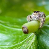 Kleine Springspinne auf Blatt
