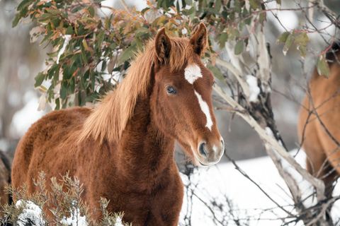 Pferd steh im Schnee