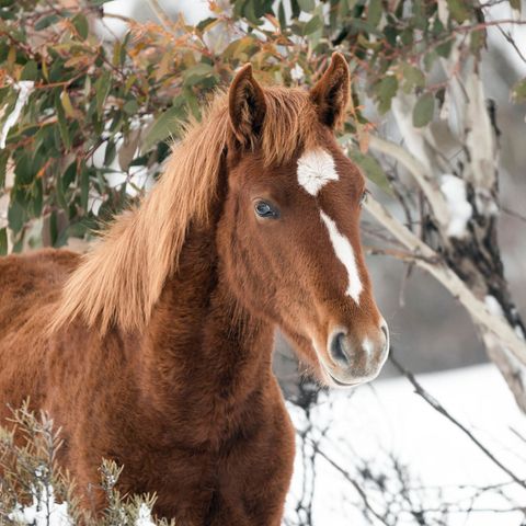 Pferd steh im Schnee