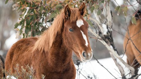 Pferd steh im Schnee
