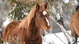 Pferd steh im Schnee