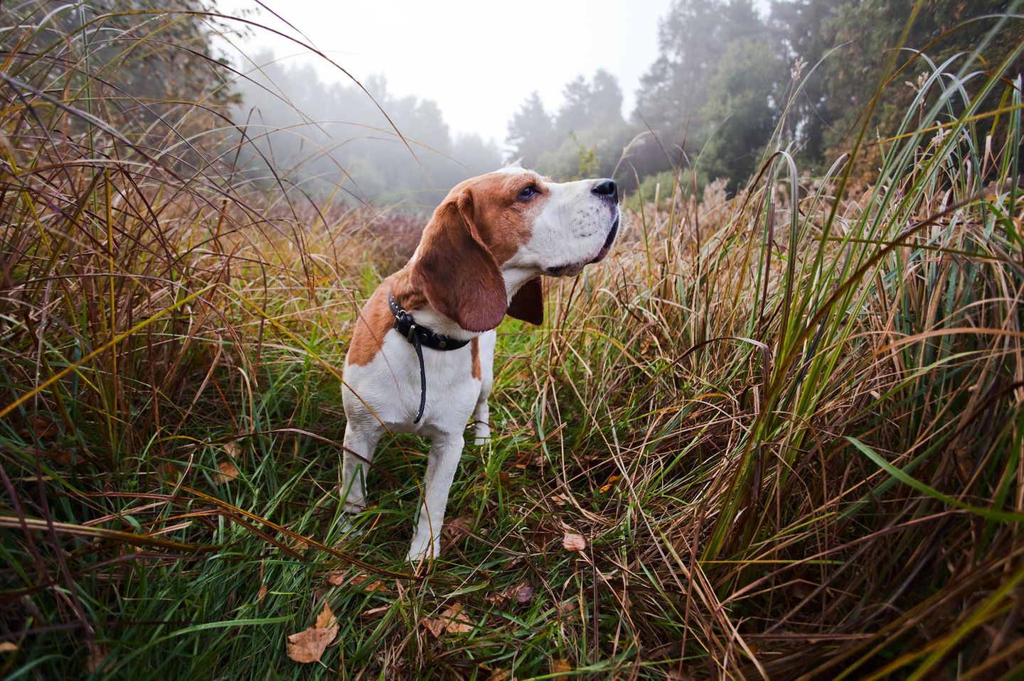 Hund schnuppert in einer Wiese stehend Hund schnuppert in einer Wiese stehend