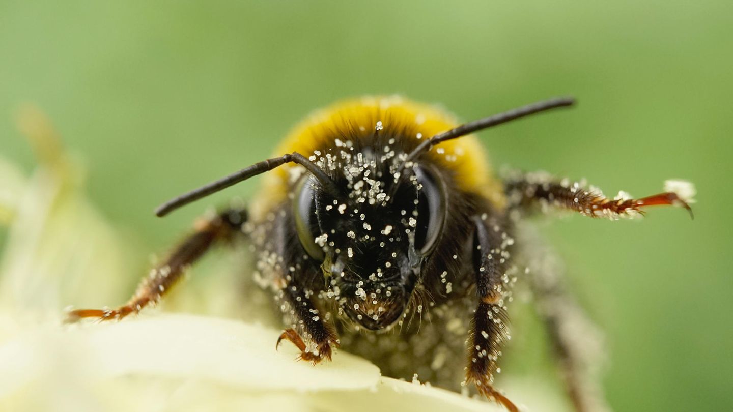 Hummel mit Blütenpollen im Gesicht