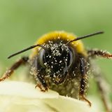 Hummel mit Blütenpollen im Gesicht