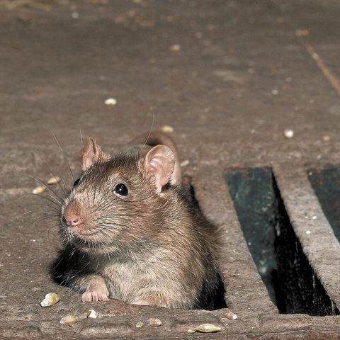Ratte