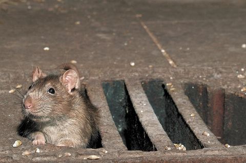 Ratte