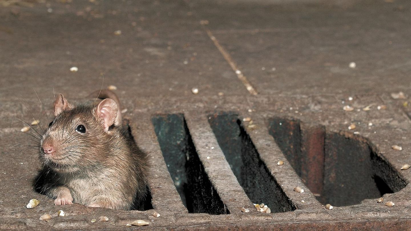 Ratten Ratte